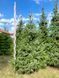 Ель сербская Оморика / Picea Omorika 27303 фото 5