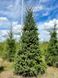 Ель сербская Оморика / Picea Omorika 27303 фото 3