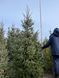 Ель сербская Оморика / Picea Omorika 27303 фото 4