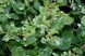 Барбарис Тунберга Корник / Berberis thunbergii Kornic 27326 фото 3