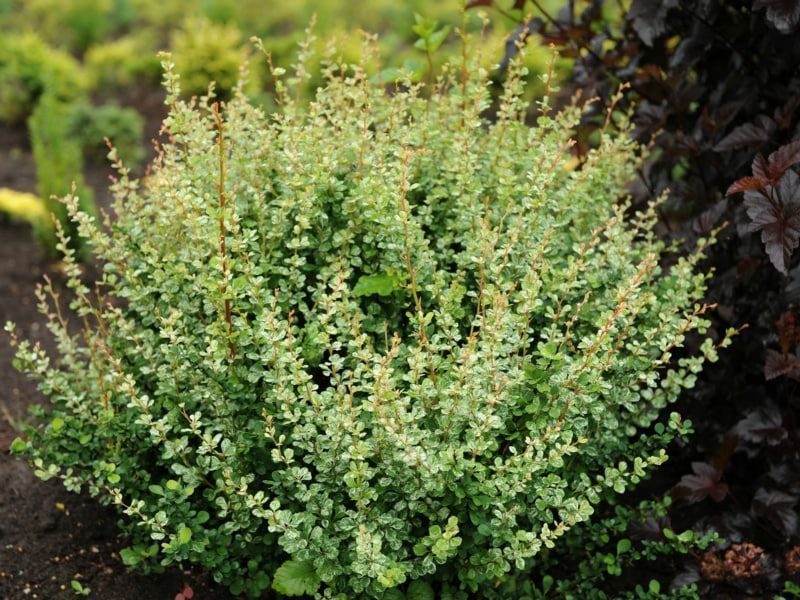 Барбарис Тунберга Корник / Berberis thunbergii Kornic 27326 фото