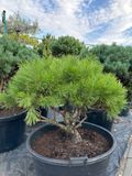 Сосна горная Винтер голд формированая зонт / Pinus mugo Winter gold 28037 фото