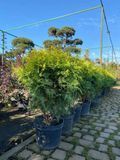 Туя западная Голден Глоб / Thuja occidentalis Golden Globe 22002 фото