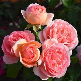 Роза чайно-гибридная Мадемуазель Мейян / Rose Mademoiselle Meilland 35029 фото