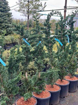 Кипарисовик Висселс Сагуаро / Chamaecyparis lawsoniana Wissel`s Saquaro 34596 фото
