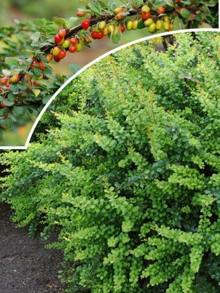 Барбарис Тунберга Грін Орнамент / Berberis thunbergii Green Ornament 20384 фото