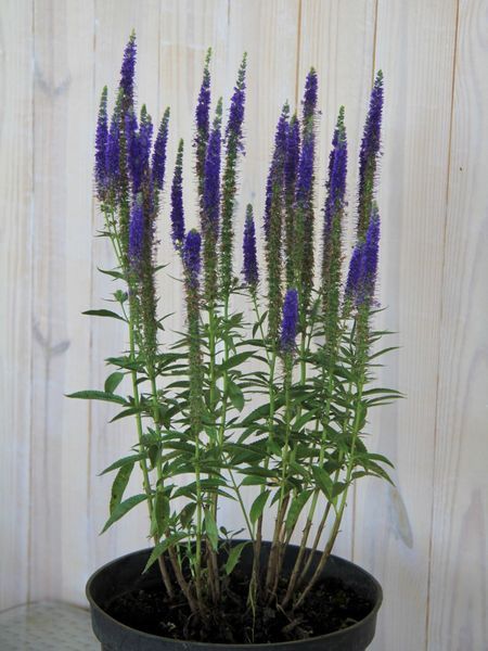 Вероніка колоскова Улстер Дварф Блю / Veronica spicata Ulster Blue Dwarf 35111 фото