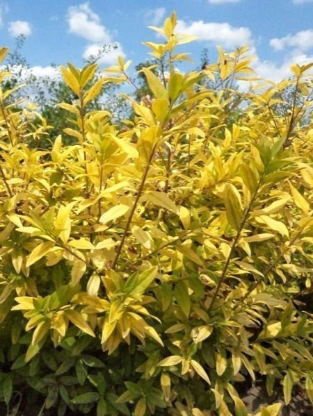 Бирючина обыкновенная Ауреа / Ligustrum vulgare Aurea 27529 фото