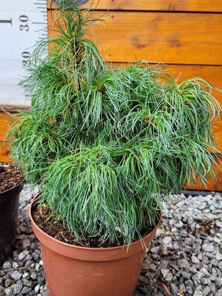 Сосна веймутова Грин Твист / Pinus strobus Green Twist 27863 фото