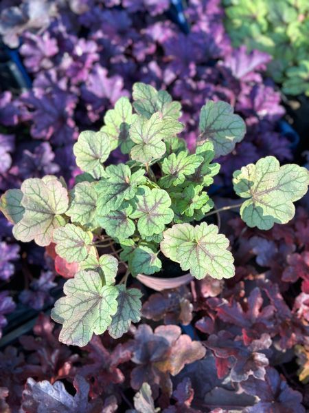 Гейхерелла Пинк Фізз / Heucherella Pink Fizz 35878 фото