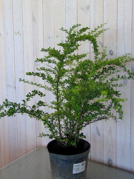 Барбарис Тунберга Грін Орнамент / Berberis thunbergii Green Ornament 20384 фото