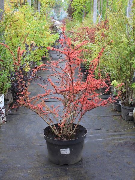 Барбарис Тунберга Грін Орнамент / Berberis thunbergii Green Ornament 20384 фото