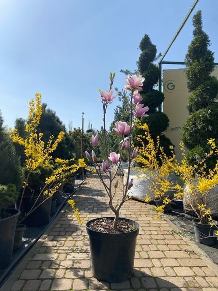 Магнолія гібридна Андре Лерой / Magnolia Andre Leroy 23088 фото