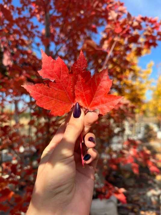 Клен червоний Октобер Глорі / Acer rubrum October Glory купити в