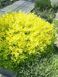 Бирючина обыкновенная Ауреа / Ligustrum vulgare Aurea 27529 фото 4