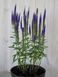 Вероніка колоскова Улстер Дварф Блю / Veronica spicata Ulster Blue Dwarf 35111 фото 2