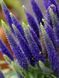 Вероніка колоскова Улстер Дварф Блю / Veronica spicata Ulster Blue Dwarf 35111 фото 1