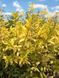 Бирючина обыкновенная Ауреа / Ligustrum vulgare Aurea 27529 фото 2