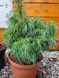 Сосна веймутова Грин Твист / Pinus strobus Green Twist 27863 фото 2