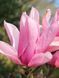 Магнолія гібридна Андре Лерой / Magnolia Andre Leroy 23088 фото 1