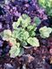 Гейхерелла Пинк Фізз / Heucherella Pink Fizz 35878 фото 2