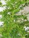 Барбарис Тунберга Грін Орнамент / Berberis thunbergii Green Ornament 20384 фото 1
