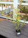 Бирючина обыкновенная Ауреа / Ligustrum vulgare Aurea 27529 фото 3
