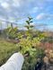 Бирючина обыкновенная Ауреа / Ligustrum vulgare Aurea 27529 фото 1