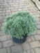 Сосна веймутова Грин Твист / Pinus strobus Green Twist 27863 фото 1