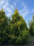 Туя западная Санкист / Thuja occidentalis Sunkist 15868 фото