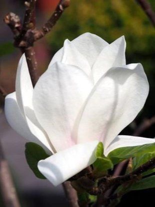 Магнолія суланжа Ленней Альба / Magnolia soulangeana Lennei Alba 23098 фото