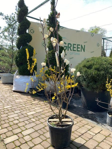 Магнолія суланжа Ленней Альба / Magnolia soulangeana Lennei Alba 23098 фото