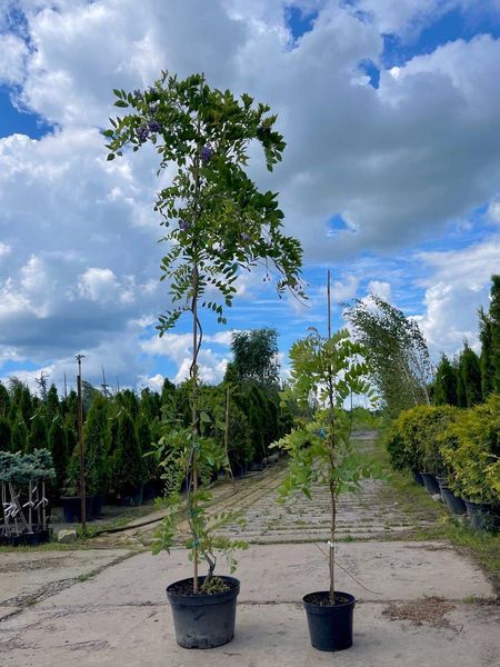 Гліцінія флорибунда Розеа / Wisteria floribunda Rosea 33520 фото