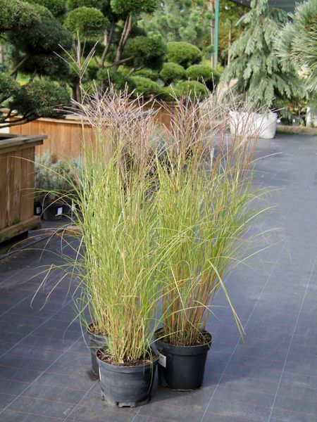 Міскантус китайський Сільберфедер / Miscanthus sinensis Silberfeder 27252 фото