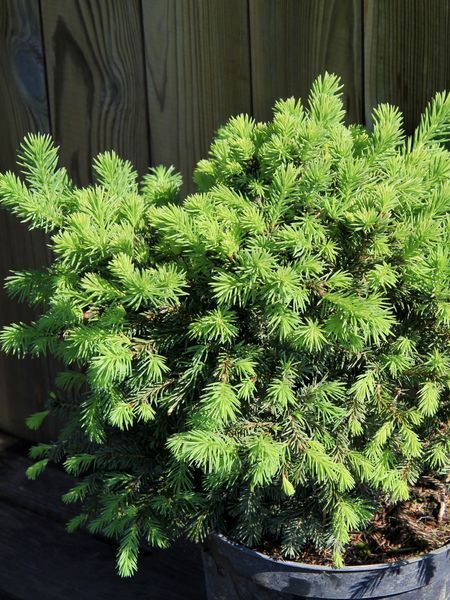 Ялина звичайна Максвеллі / Picea abies Maxwellii 27608 фото