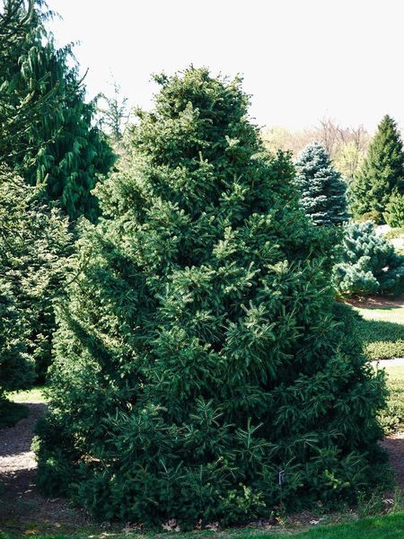 Ялина звичайна Максвеллі / Picea abies Maxwellii 27608 фото