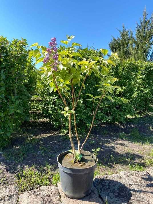 Бузок звичайний Аукубофолія / Syringa vulgaris Aucubaefolia купити