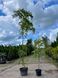 Гліцінія флорибунда Розеа / Wisteria floribunda Rosea 33520 фото 2