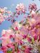 Гліцінія флорибунда Розеа / Wisteria floribunda Rosea 33520 фото 1