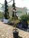 Магнолія суланжа Ленней Альба / Magnolia soulangeana Lennei Alba 23098 фото 2