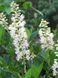 Клетра ольхолистная / Clethra alnifolia 19724 фото 1