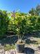 Сирень обыкновенная Аукубофолия / Syringa vulgaris Aucubaefolia 29159 фото 2