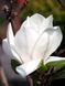 Магнолія суланжа Ленней Альба / Magnolia soulangeana Lennei Alba 23098 фото 1