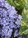 Сирень обыкновенная Аукубофолия / Syringa vulgaris Aucubaefolia 29159 фото 1