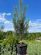 Сосна обыкновенная Ватерери / Pinus sylvestris Watereri 31017 фото 1