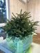 Ялина звичайна Максвеллі / Picea abies Maxwellii 27608 фото 1