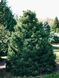 Ялина звичайна Максвеллі / Picea abies Maxwellii 27608 фото 3