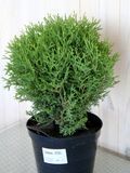 Туя западная Хосери / Thuja occidentalis Hoseri 27090 фото