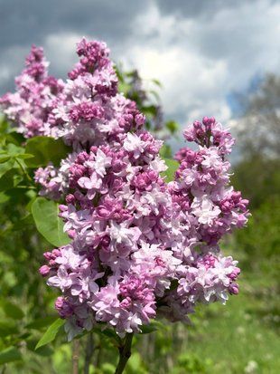 Бузок звичайний Катерина Хавемейєр / Syringa vulgaris Katherine Havemeyer 27525 фото