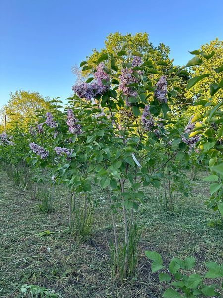 Сирень обыкновенная Катерина Хавемейер / Syringa vulgaris Katherine Havemeyer 27525 фото